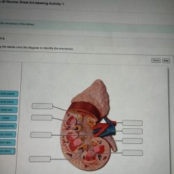 Renal corpuscle