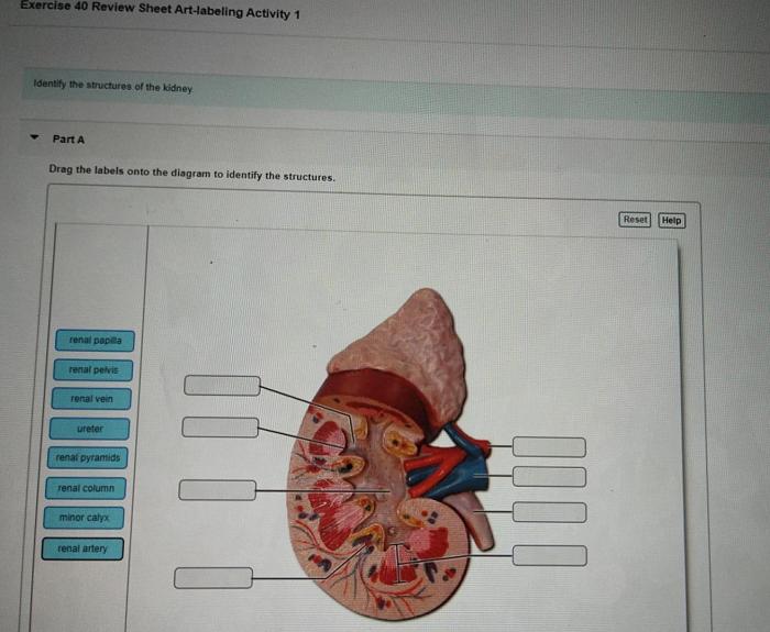 Renal corpuscle