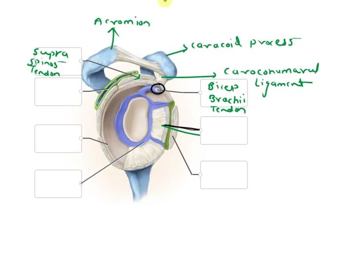 Correctly anatomical glenohumeral