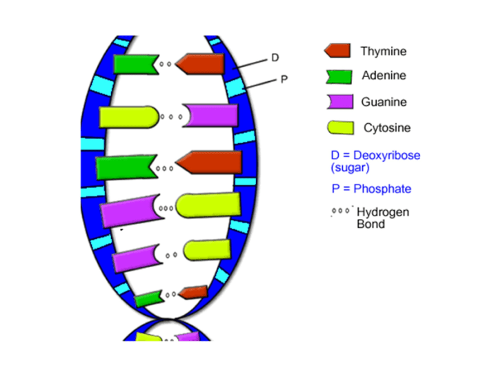 Dna the double helix coloring worksheet answer key biology corner