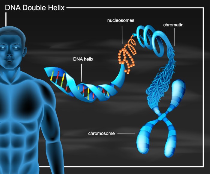 Dna coloring sheet biology reading questions greeley howard mrs class link