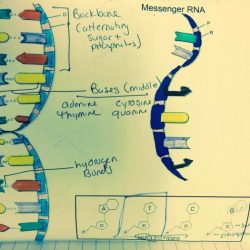 Dna helix plakaty genetyka biology