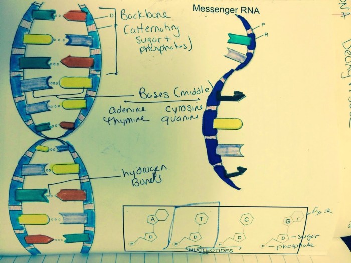 Dna helix plakaty genetyka biology