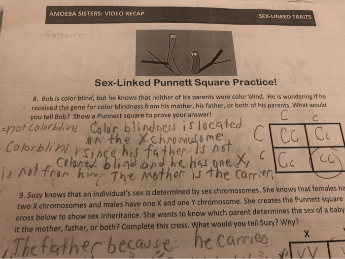 Amoeba sisters punnett squares and sex-linked traits answer key