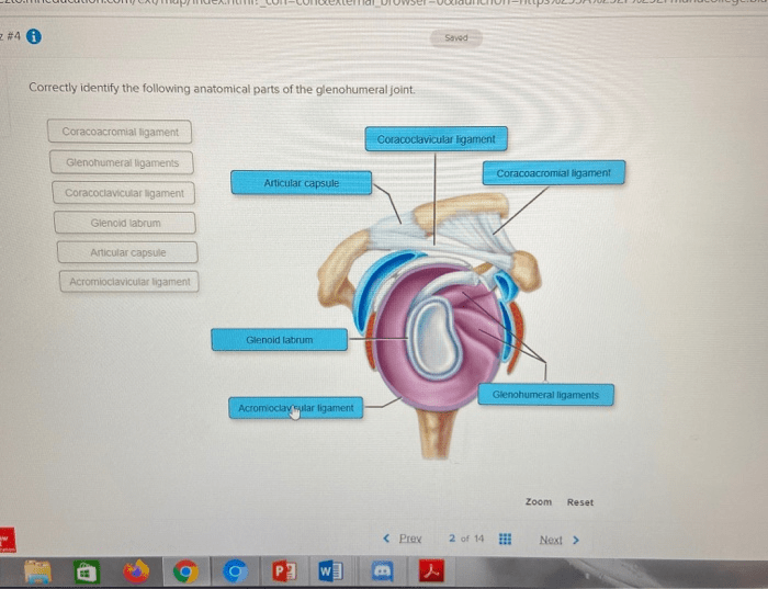 Correctly identify the following anatomical parts of the glenohumeral joint