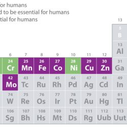 Which of the following statements regarding carbon is false