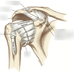 Anatomical correctly following parts joint glenohumeral label biology frontal section answers questions