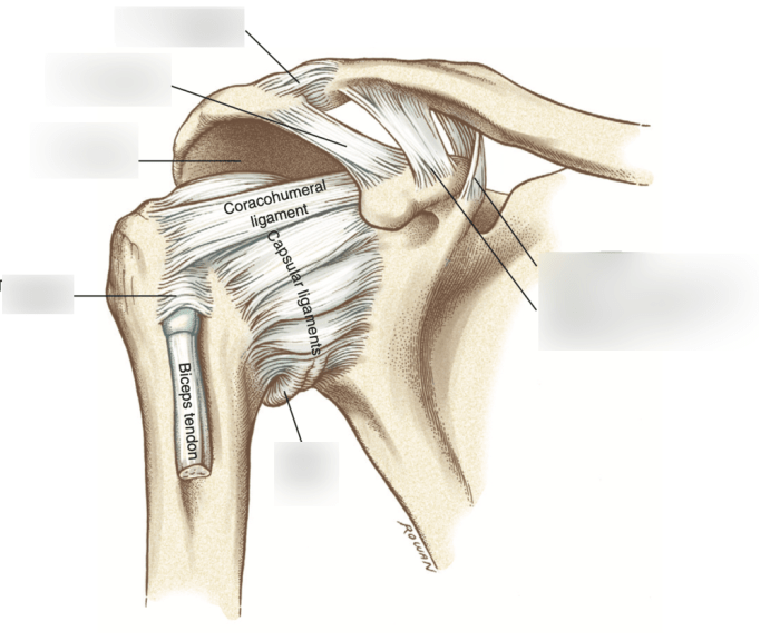 Anatomical correctly following parts joint glenohumeral label biology frontal section answers questions