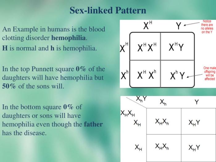 Amoeba sisters multiple punnett allele squares worksheet blood answers pdf genetics worksheets type handout made choose board