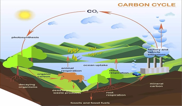 Which of the following statements regarding carbon is false